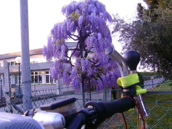 glicine su casa cantoniera, Imola